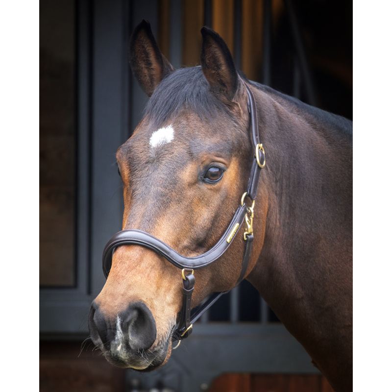 Shires Velociti Rapida Curved Leather Headcollar - Havana-1